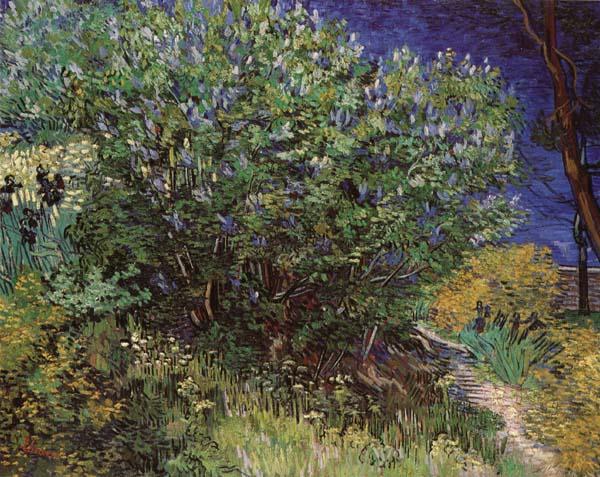 Vincent Van Gogh Bushes